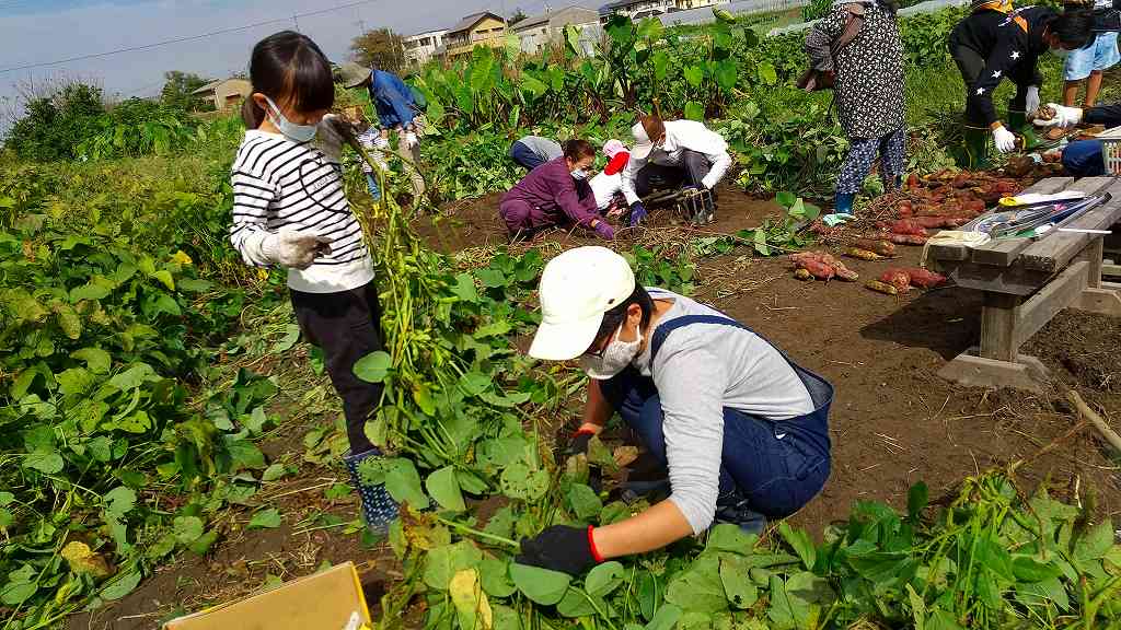 枝豆の収穫です。一つ一つ枝から収穫し、塩ゆでして美味しくいただきました。