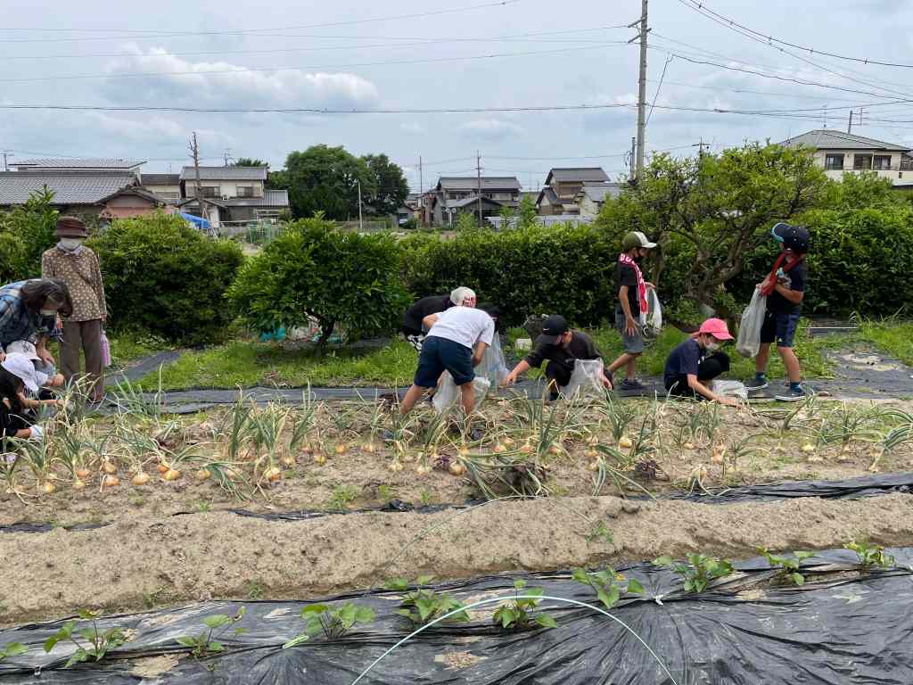 畑で、玉葱🧅を収穫しました