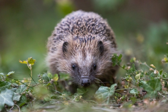Igel (Foto: J. Piecha)