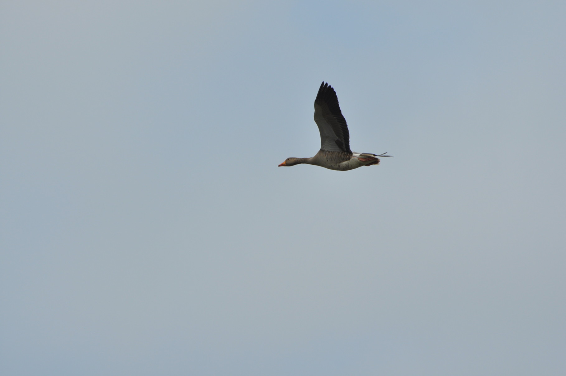 Vogelbeobachtung in den  Meerbruchwiesen am Steinhuder Meer