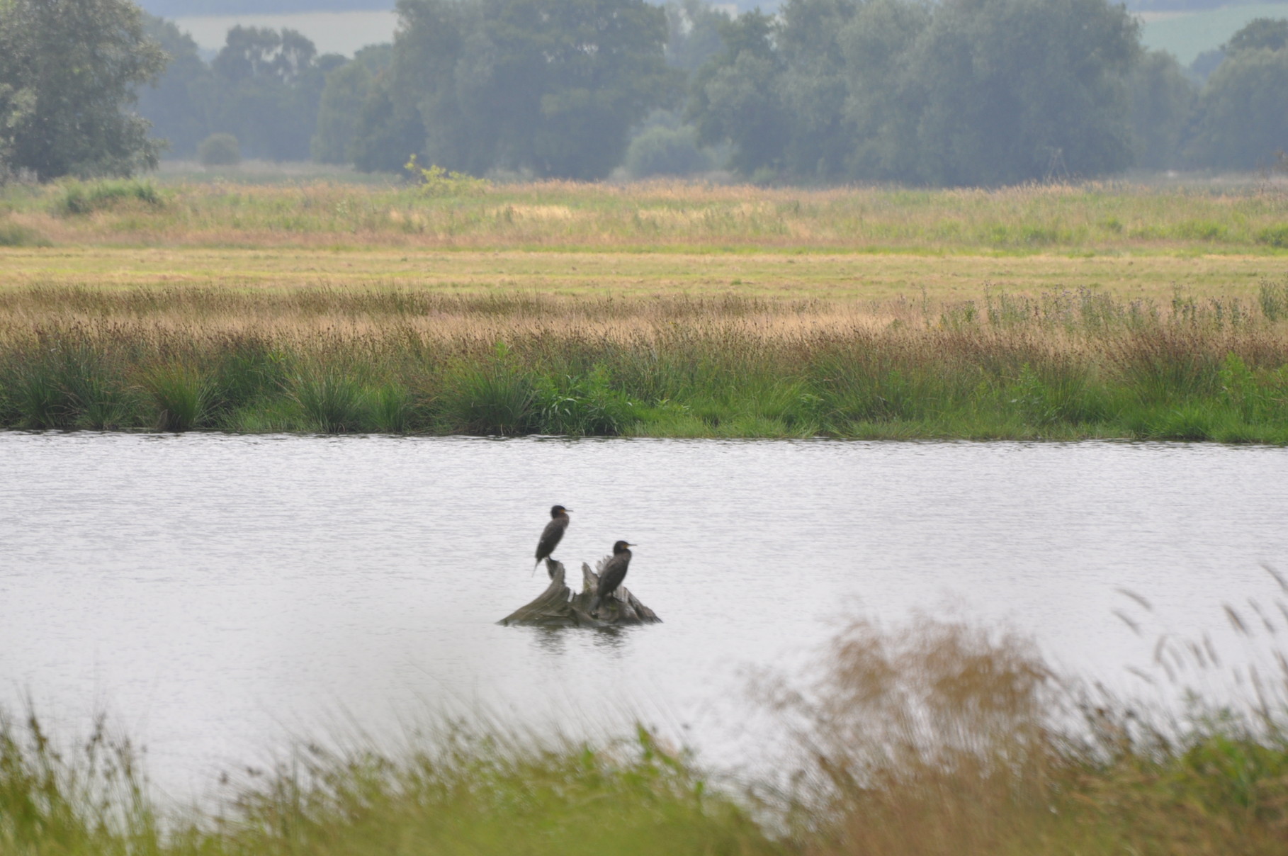 Vogelbeobachtung in den  Meerbruchwiesen am Steinhuder Meer