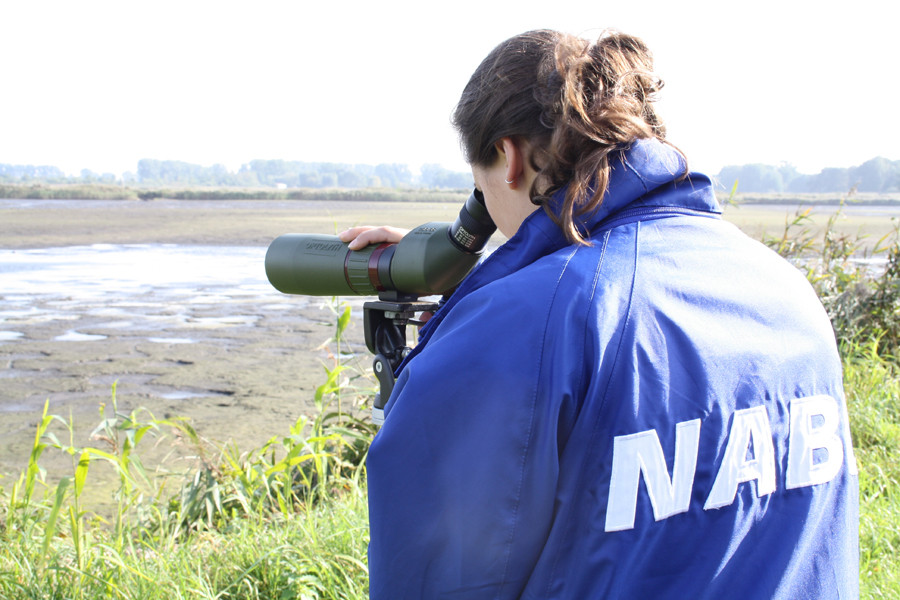 Vogelbeobachtung in den  Meerbruchwiesen am Steinhuder Meer