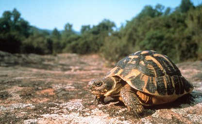 La tortue d'Hermann dans la Plaine des Maures du Var