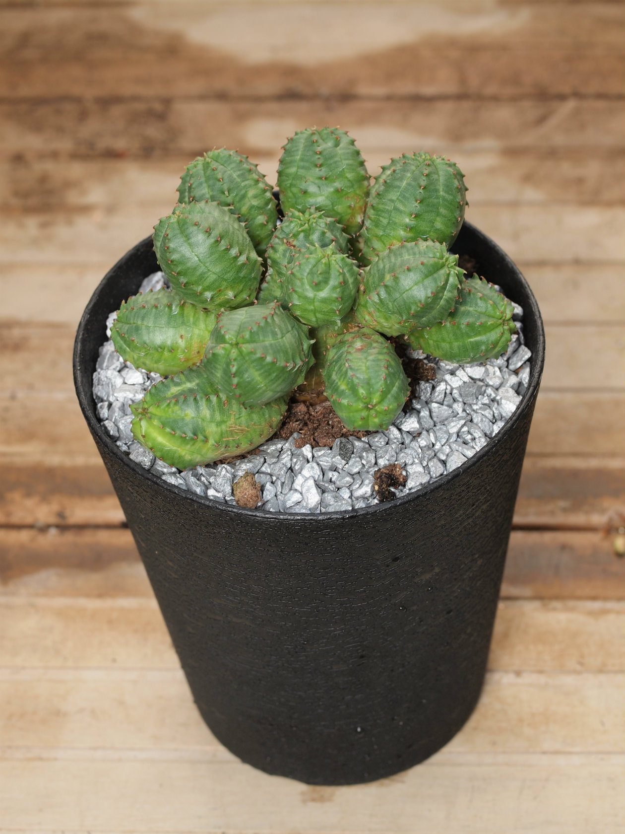ユーフォルビア プセウドグロボーサ - 鉢物・観葉植物・花・樹木 ユーフォルビア プセウドグロボーサ - 鉢物・観葉植物・花・樹木