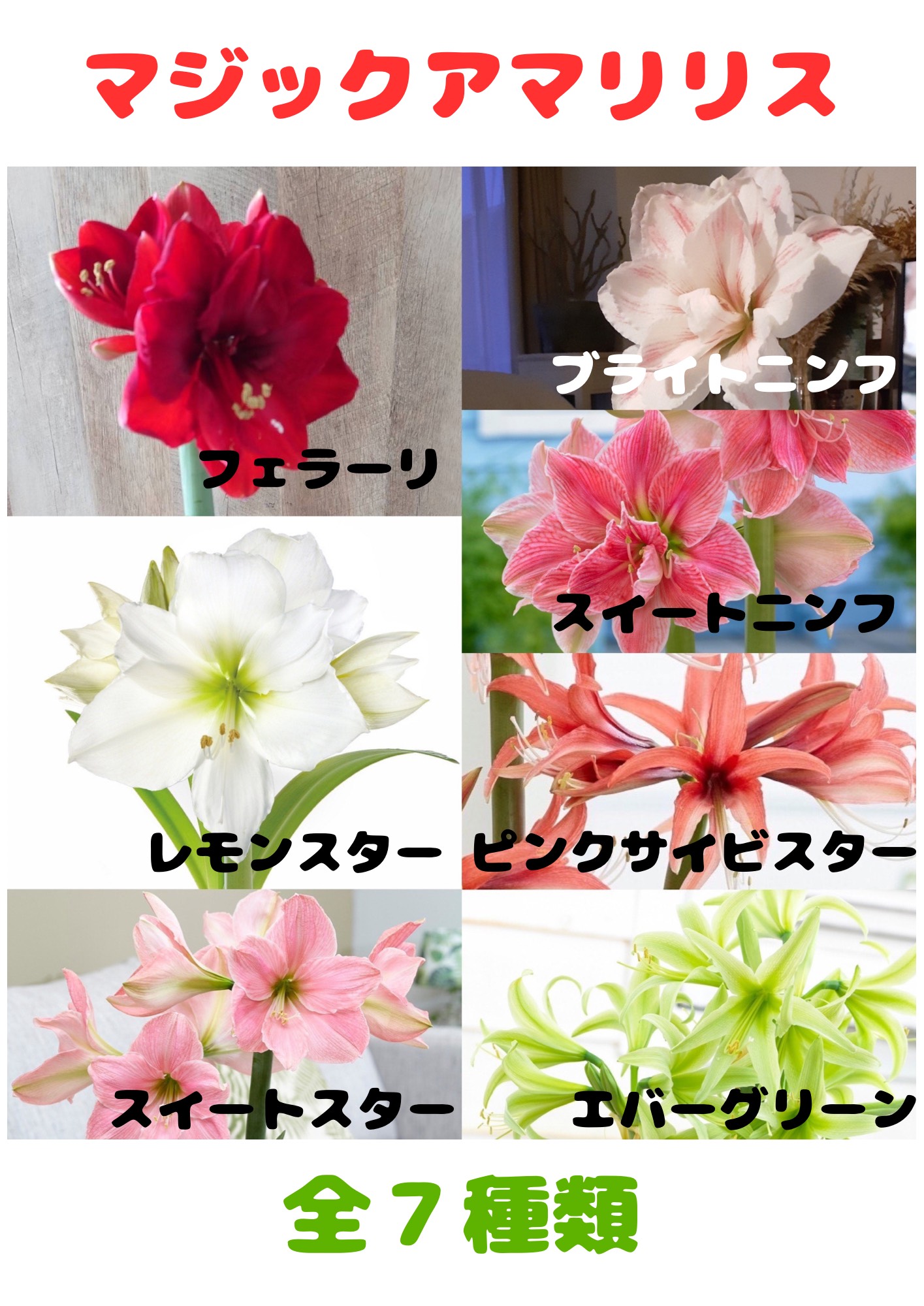 モグコロマジックアマリリス3種 マジックアマリリス間もなく入荷です！！ - 鉢物・観葉植物・花・樹木