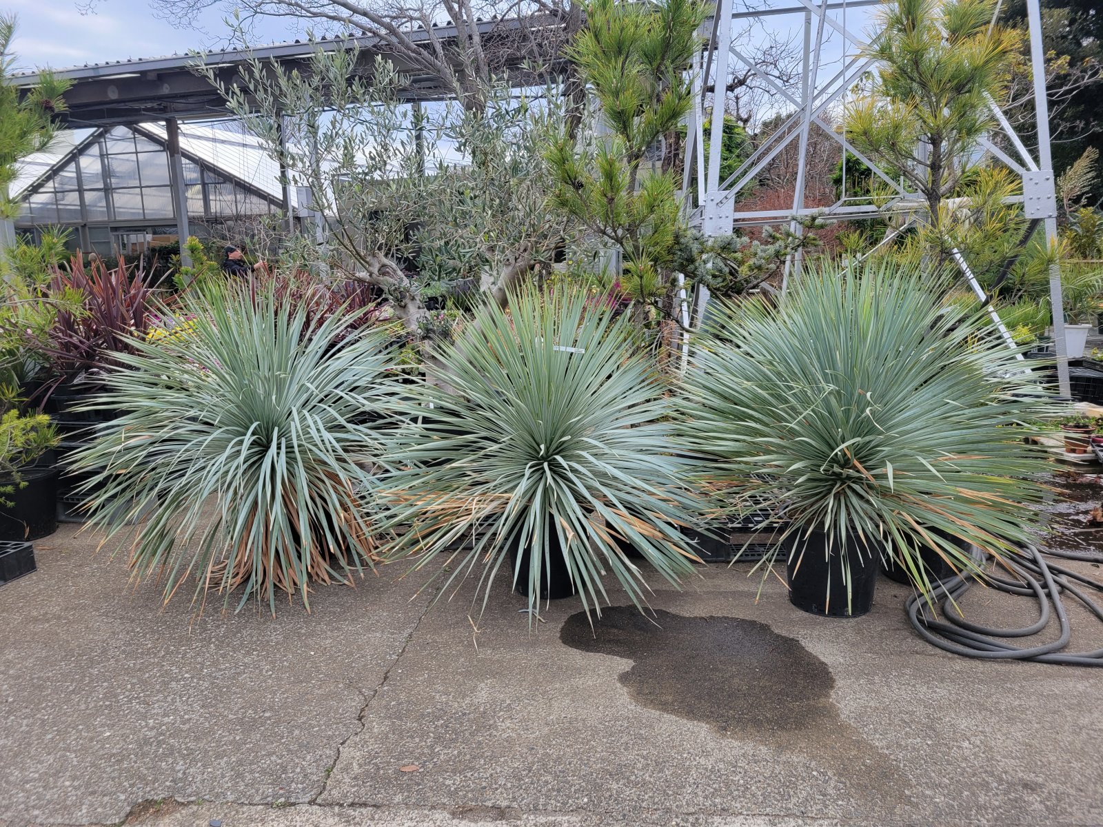 ユッカ ロストラータ入荷！ - 鉢物・観葉植物・花・樹木などの卸売は