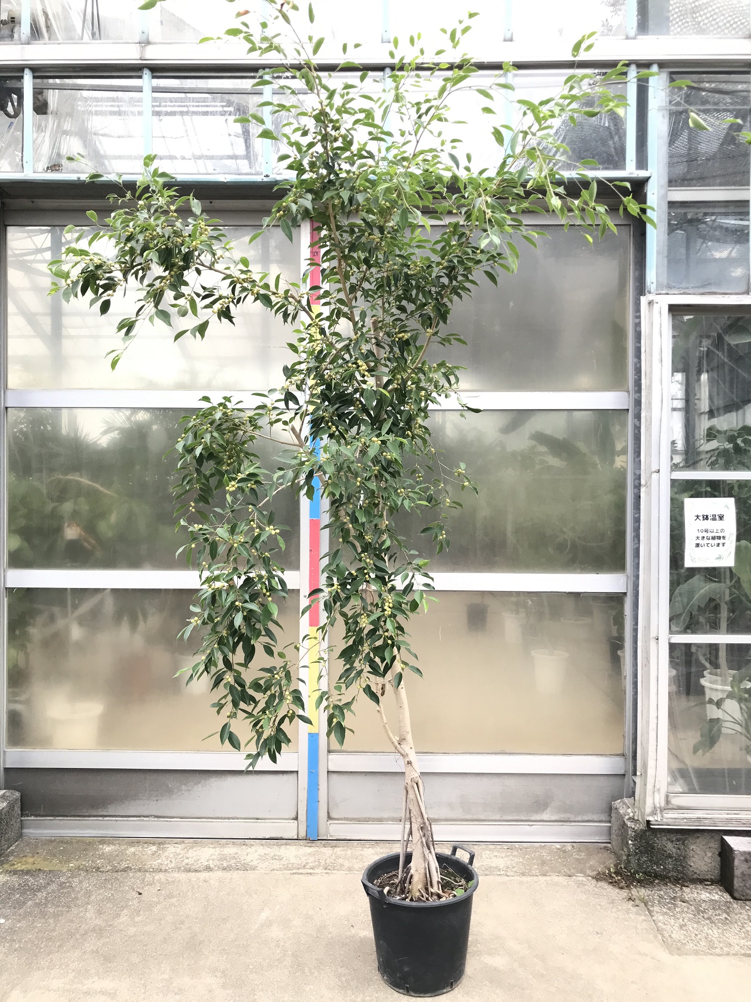 フィカス ヌダ - 鉢物・観葉植物・花・樹木などの卸売は村田永楽園へ