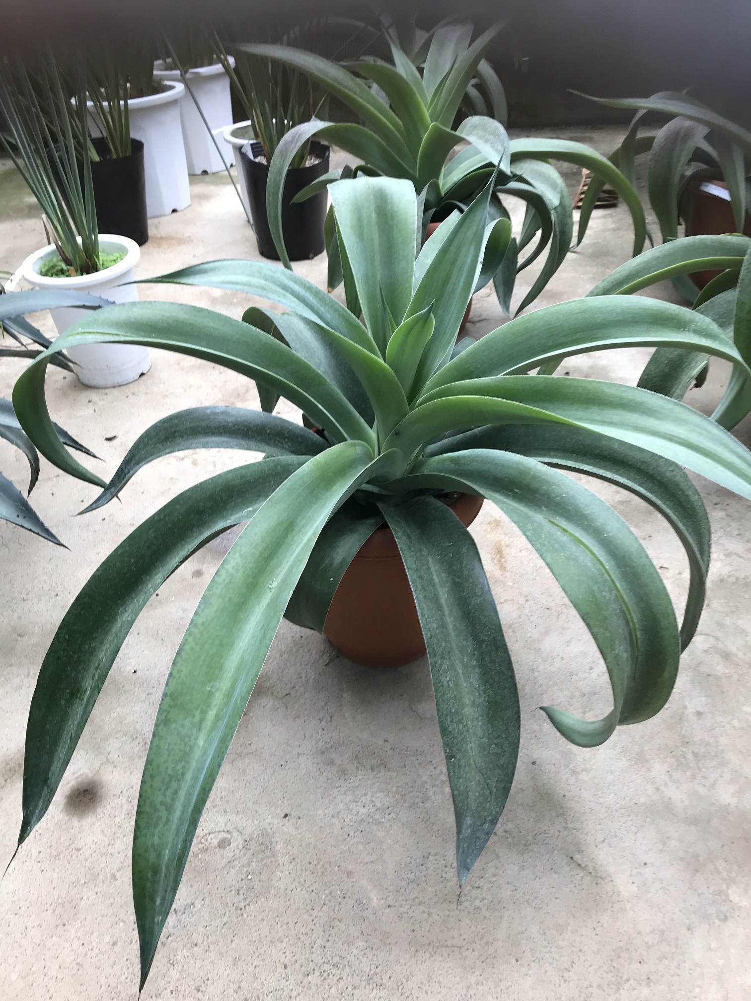 ドライガーデンにいかがでしょうか 鉢物 観葉植物 花 樹木などの卸売は村田永楽園へ ドライガーデンにいかがでしょうか 鉢物 観葉植物 花 樹木などの卸売は村田永楽園へ