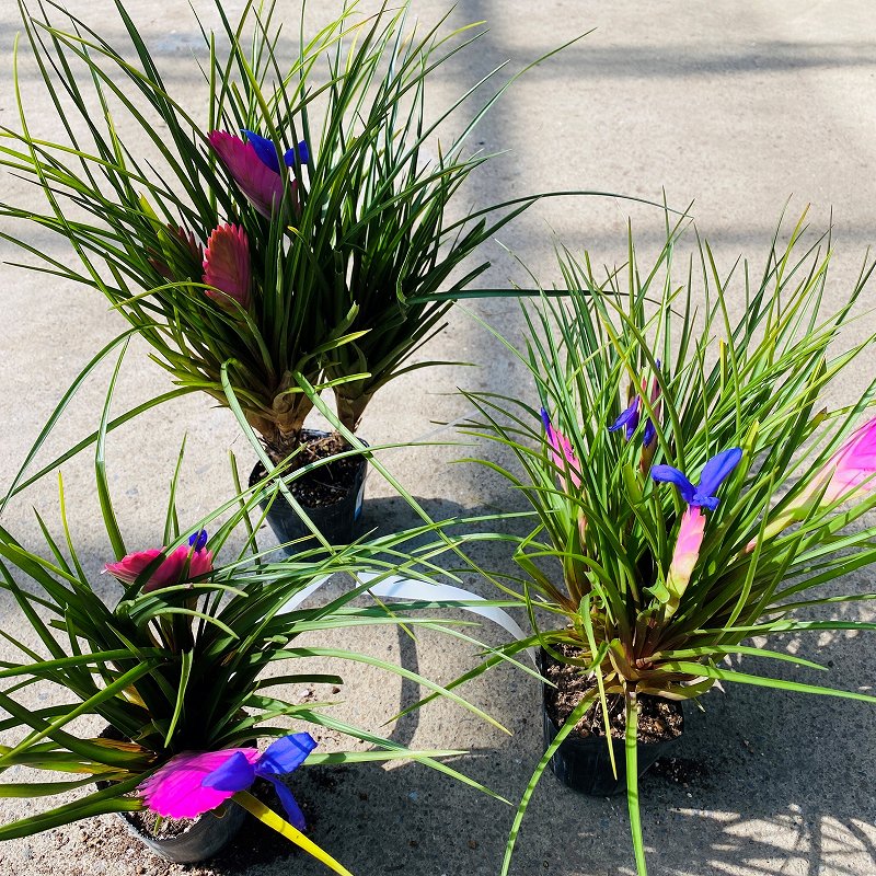 ピンクに濃い紫って。 - 鉢物・観葉植物・花・樹木などの卸売は村田永