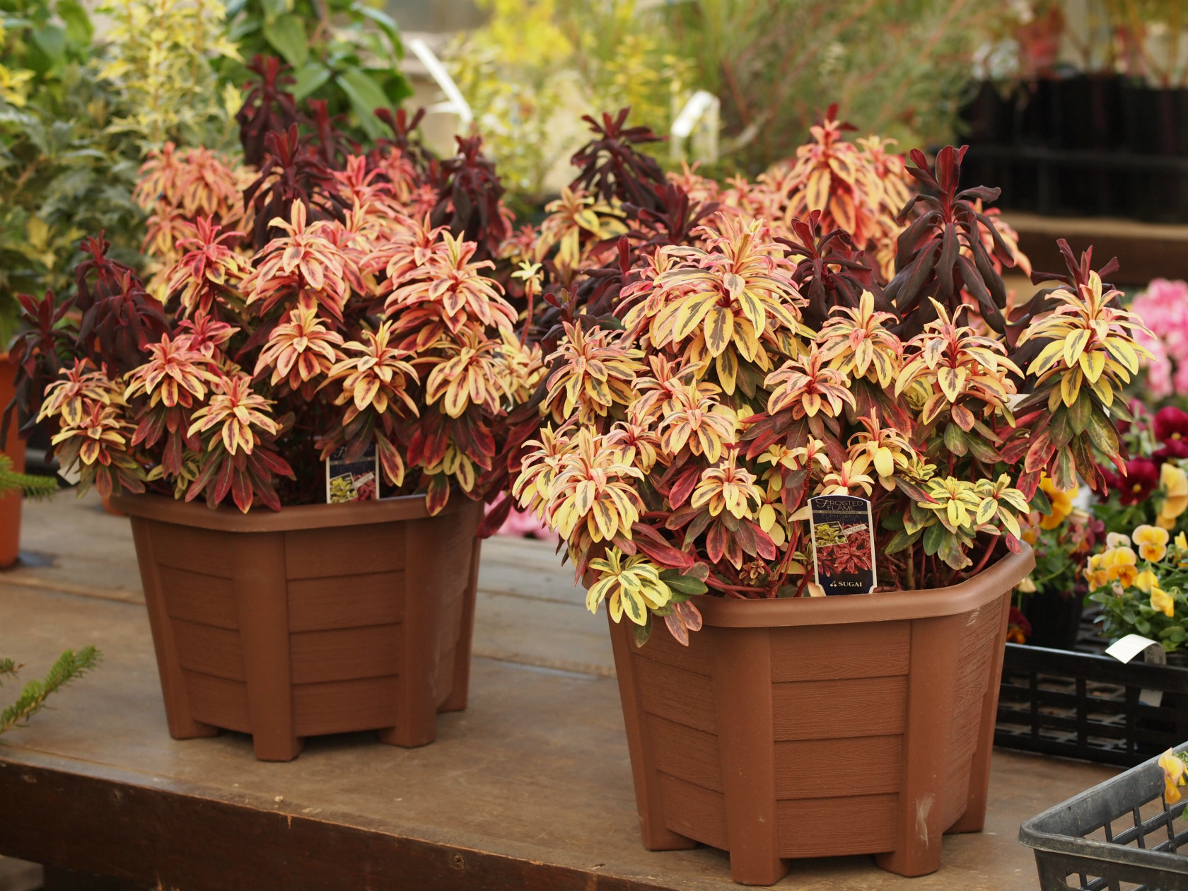 ユーフォルビア フロステッドフレーム 鉢物 観葉植物 花 樹木などの卸売は村田永楽園へ