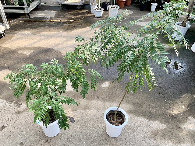 カレーリーフが入荷いたしました - 鉢物・観葉植物・花・樹木などの