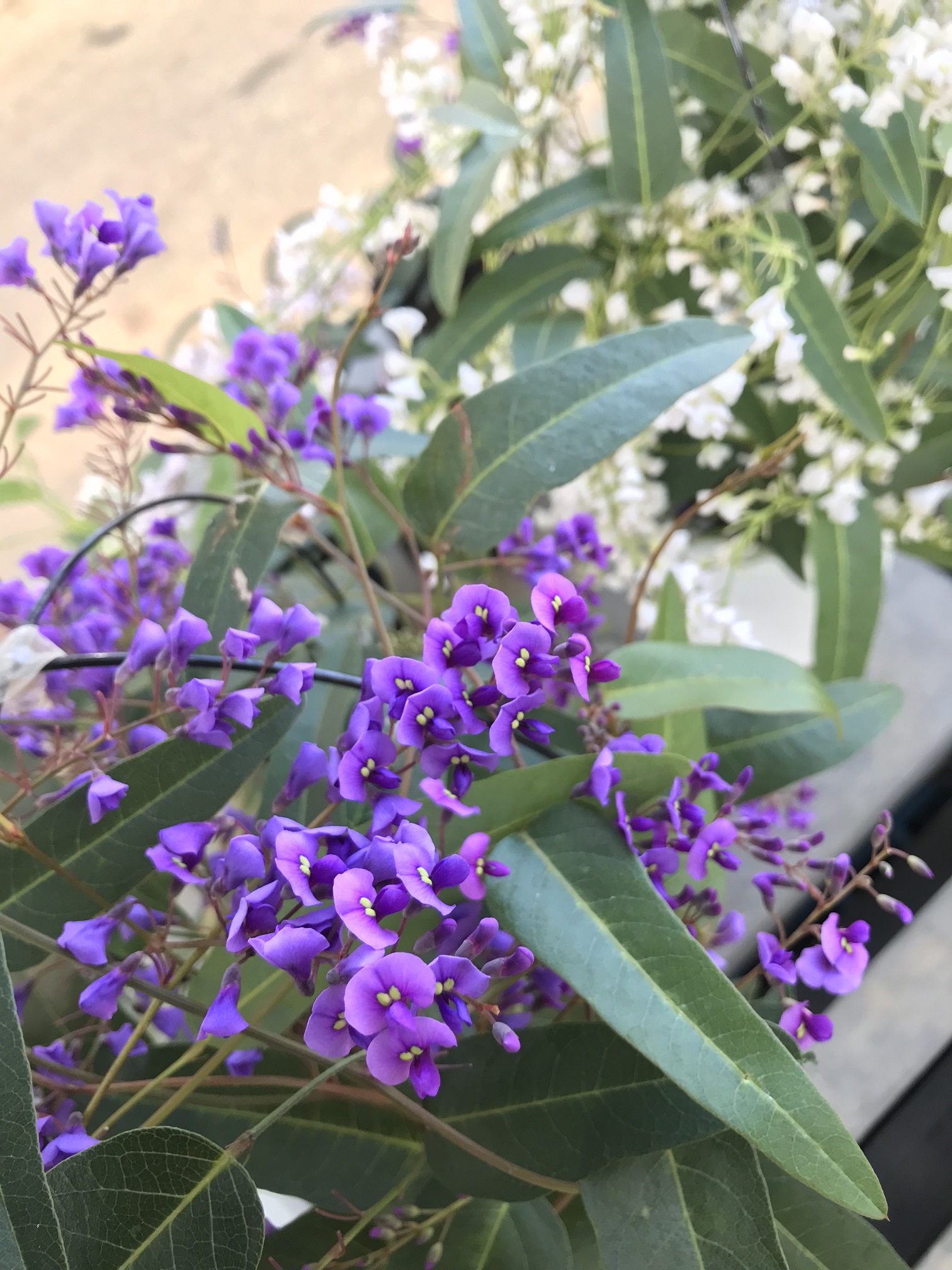 ハーデンベルギア ビオラセア 鉢物 観葉植物 花 樹木などの卸売は村田永楽園へ