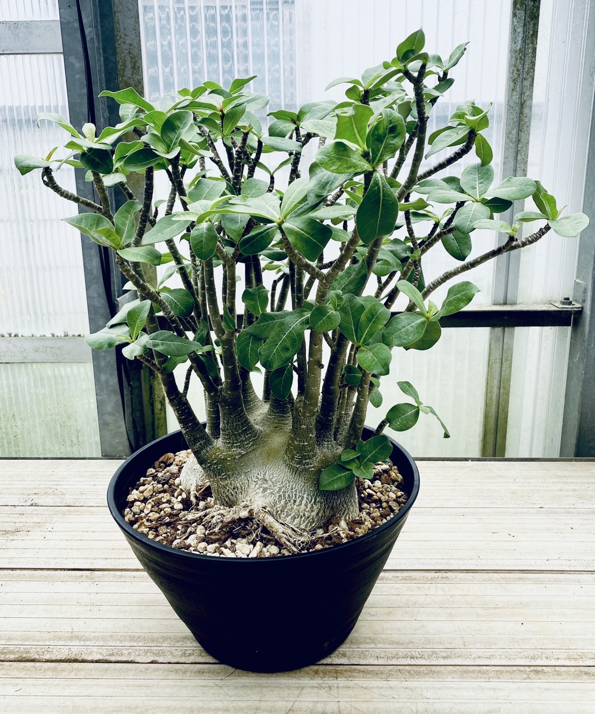 アデニウム オベスム 特大鉢入荷！！ - 鉢物・観葉植物・花・樹木など