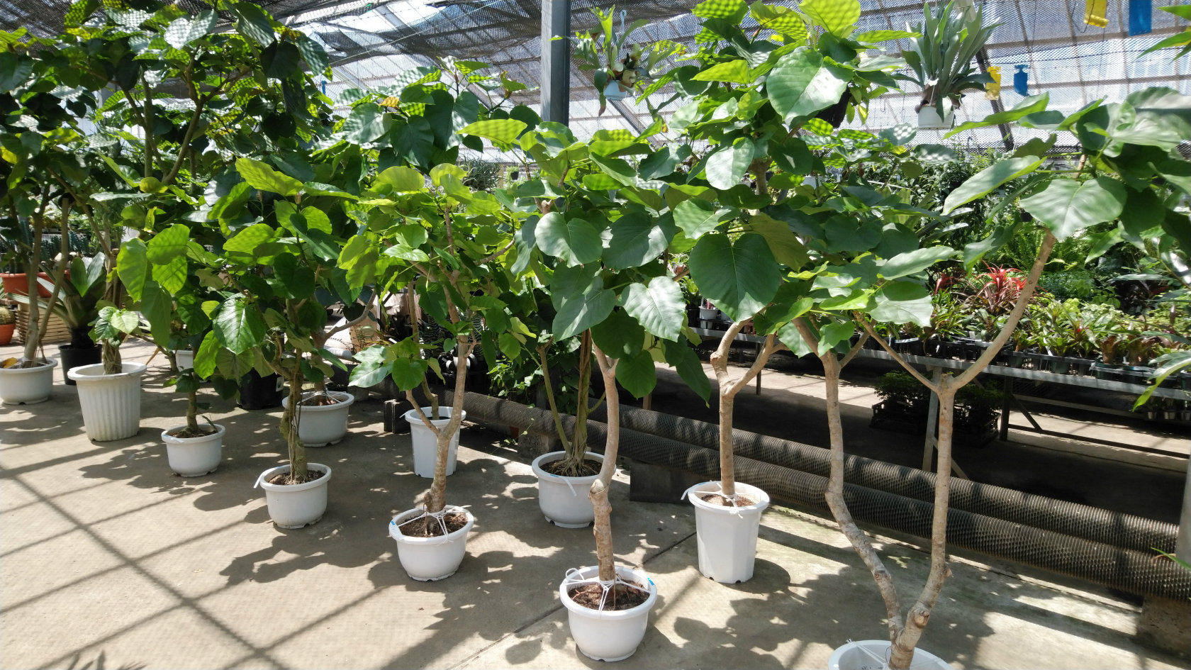 ウンベラータ入荷しました 鉢物 観葉植物 花 樹木などの卸売は村田永楽園へ