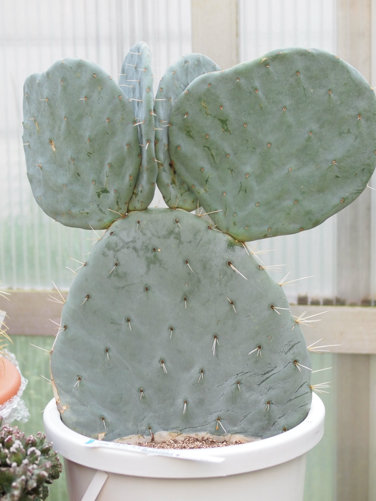 大丸盆 おおまるぼん もうすぐお盆ですね - 鉢物・観葉植物・花・樹木