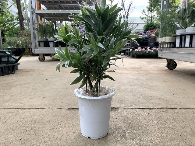 リューカデンドロン・シルバーアフリカーナ - 鉢物・観葉植物