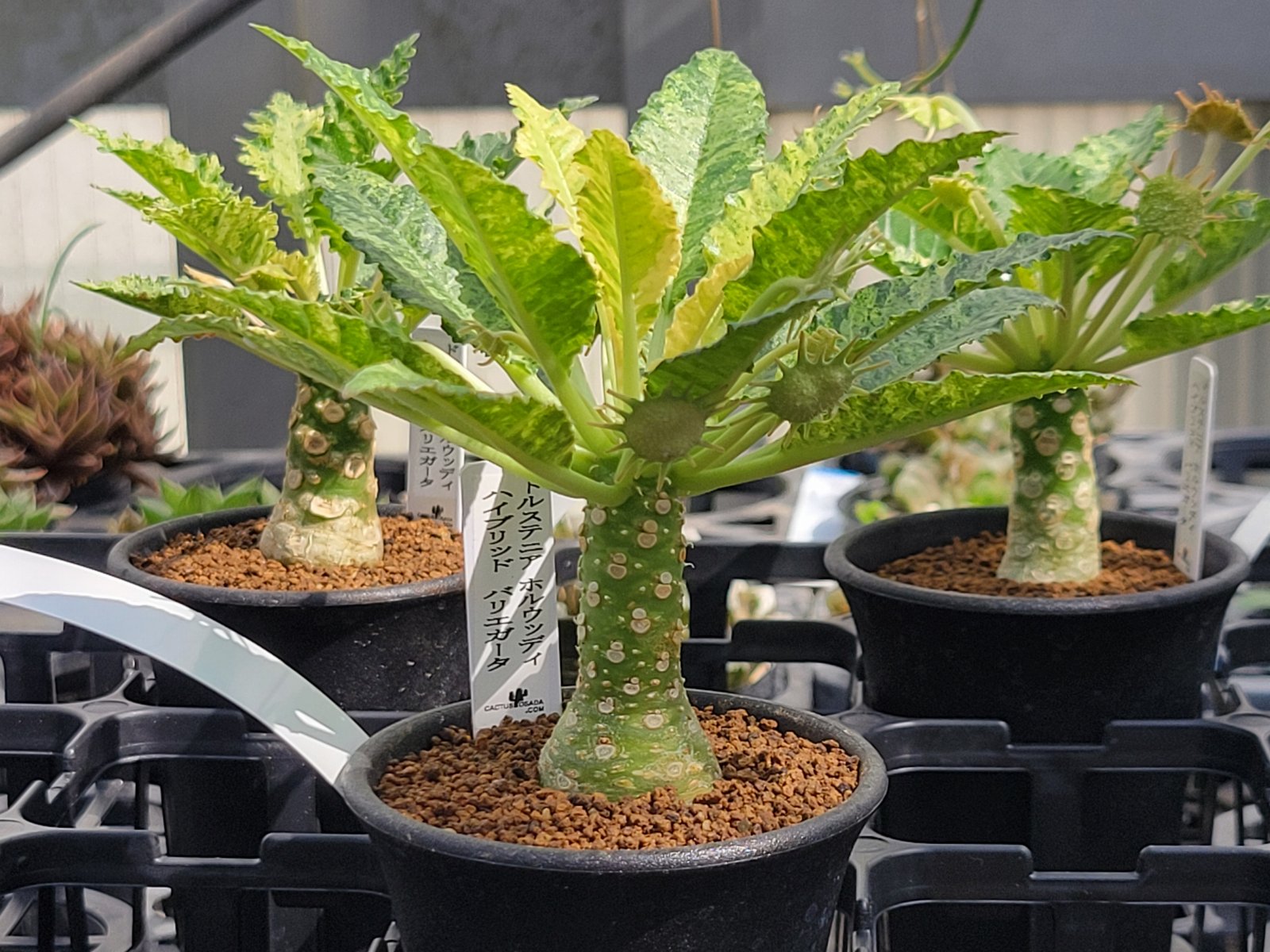 ﾄﾞﾙｽﾃﾆｱ ﾎﾙｳｯﾃﾞｨ ﾊｲﾌﾞﾘｯﾄﾞ ﾊﾞﾘｴｶﾞｰﾀ - 鉢物・観葉植物・花・樹木
