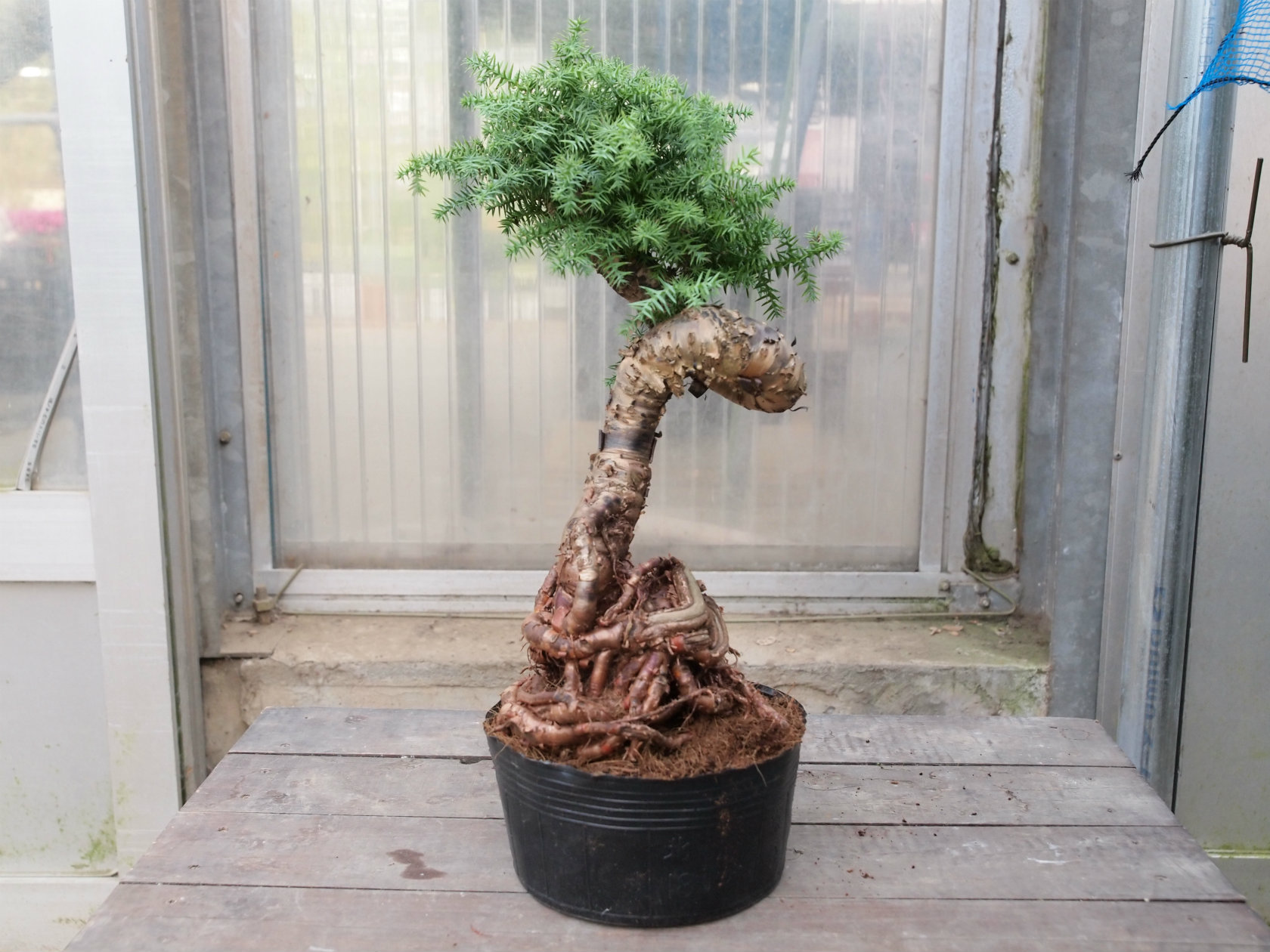 アローカリア カニンガミー - 鉢物・観葉植物・花・樹木などの卸売は
