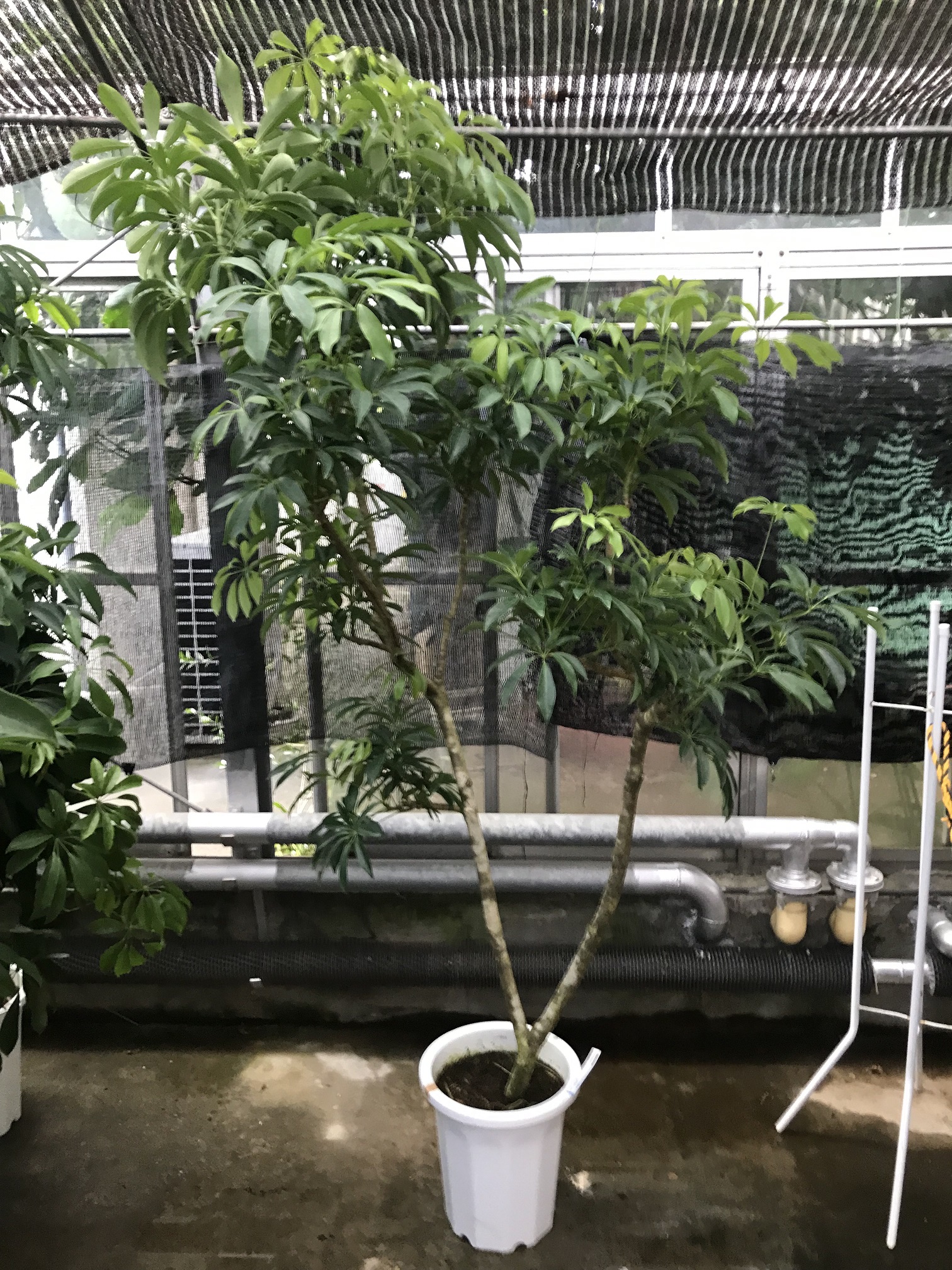 シェフレラ入荷情報です！ - 鉢物・観葉植物・花・樹木などの