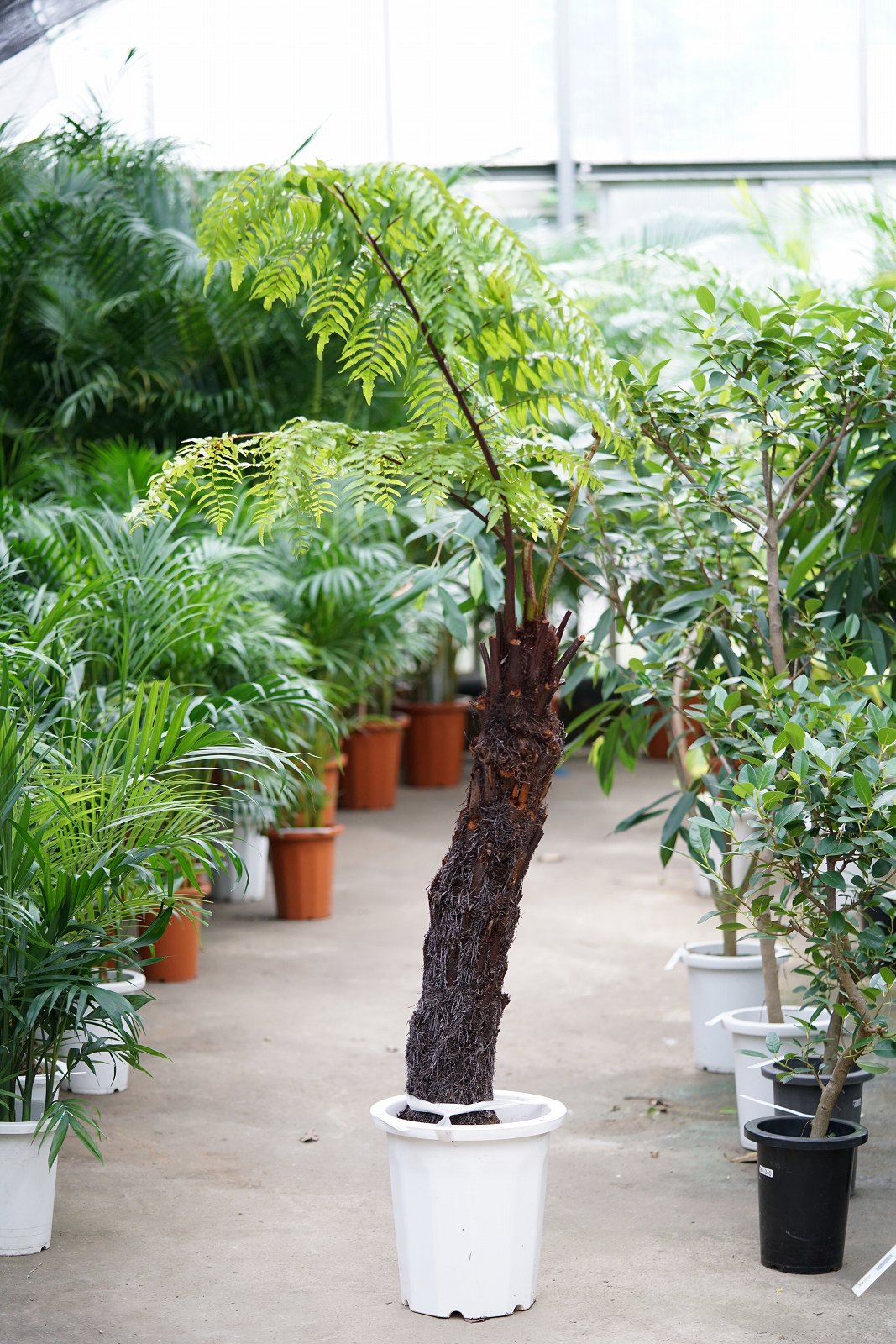 黒ヘゴ 立派な黒ヘゴ！ - 鉢物・観葉植物・花・樹木などの卸売は村田永楽園へ