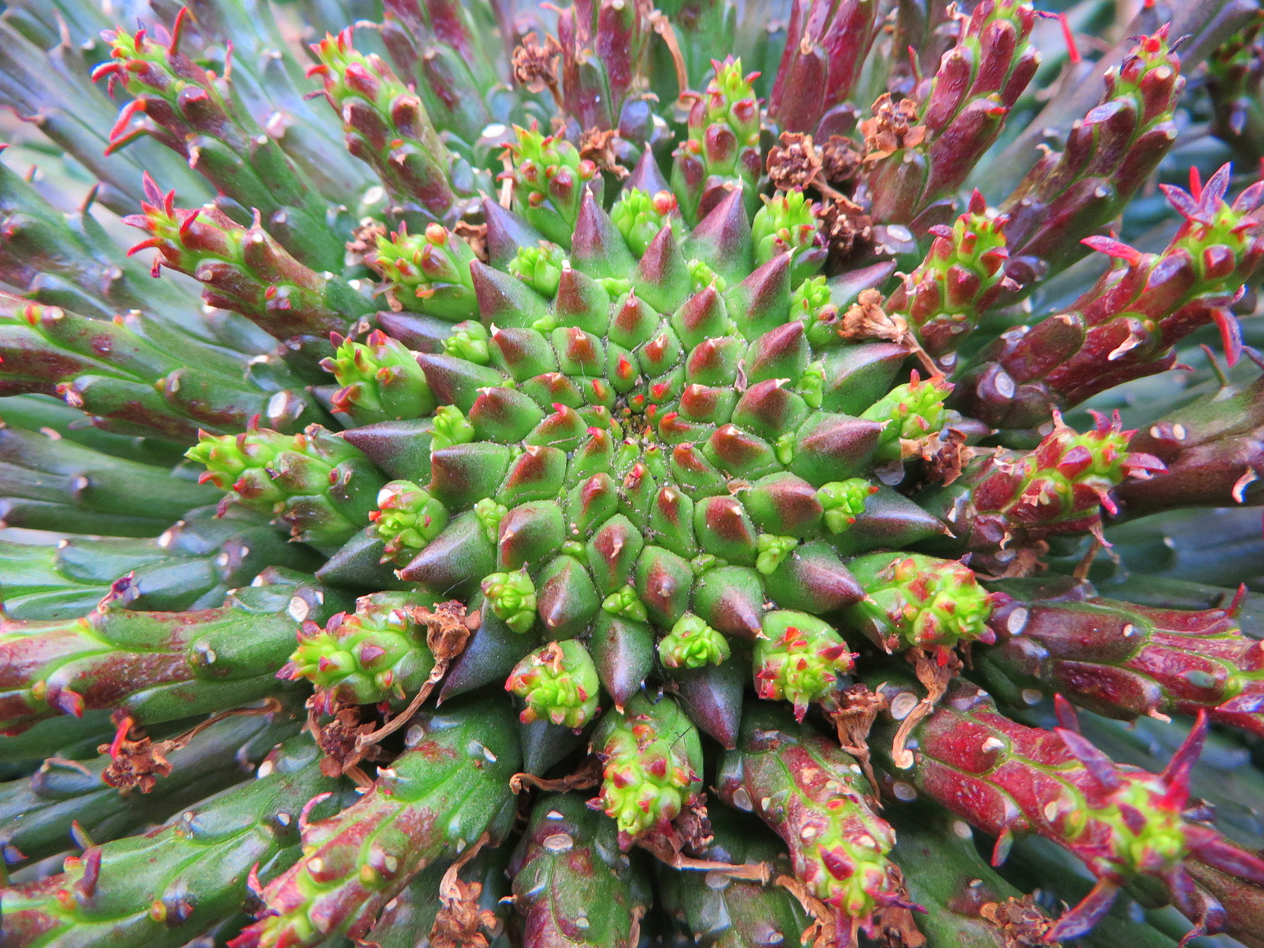 ユーフォルビア・フラナガニー - 鉢物・観葉植物・花・樹木などの卸売