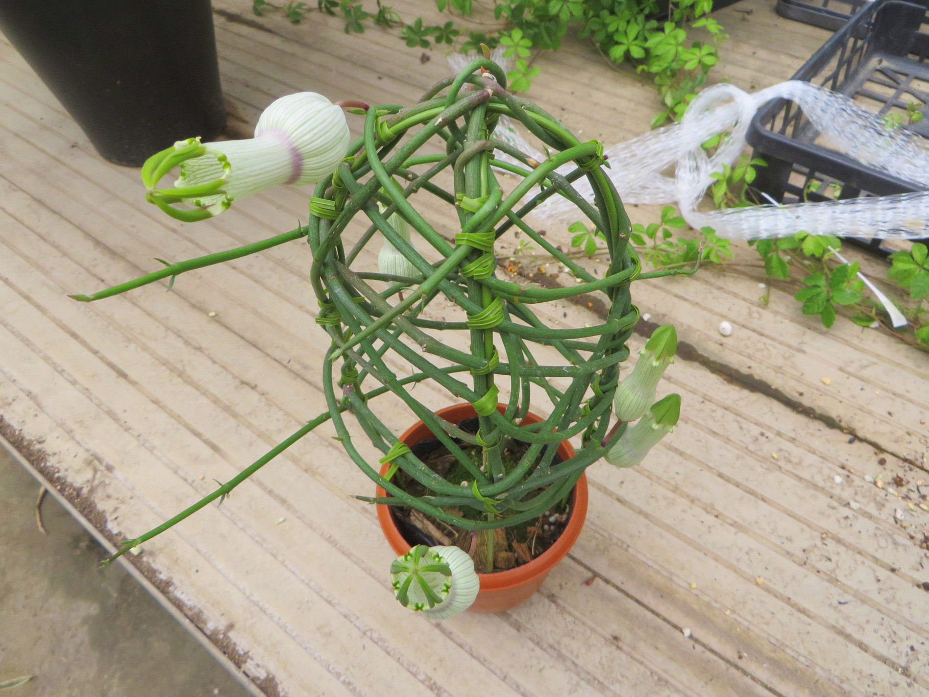 セロペギア・アンプリアータ - 鉢物・観葉植物・花・樹木などの卸売は