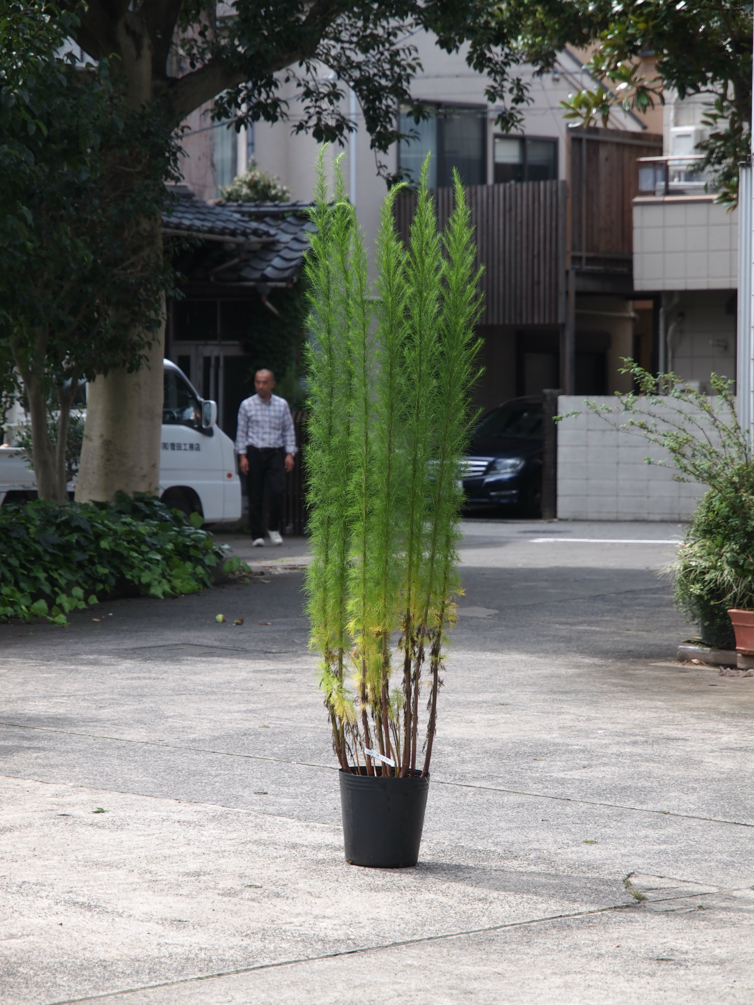 ユーパトリウム グリーンフェザー - 鉢物・観葉植物・花・樹木 ユーパトリウム グリーンフェザー - 鉢物・観葉植物・花・樹木
