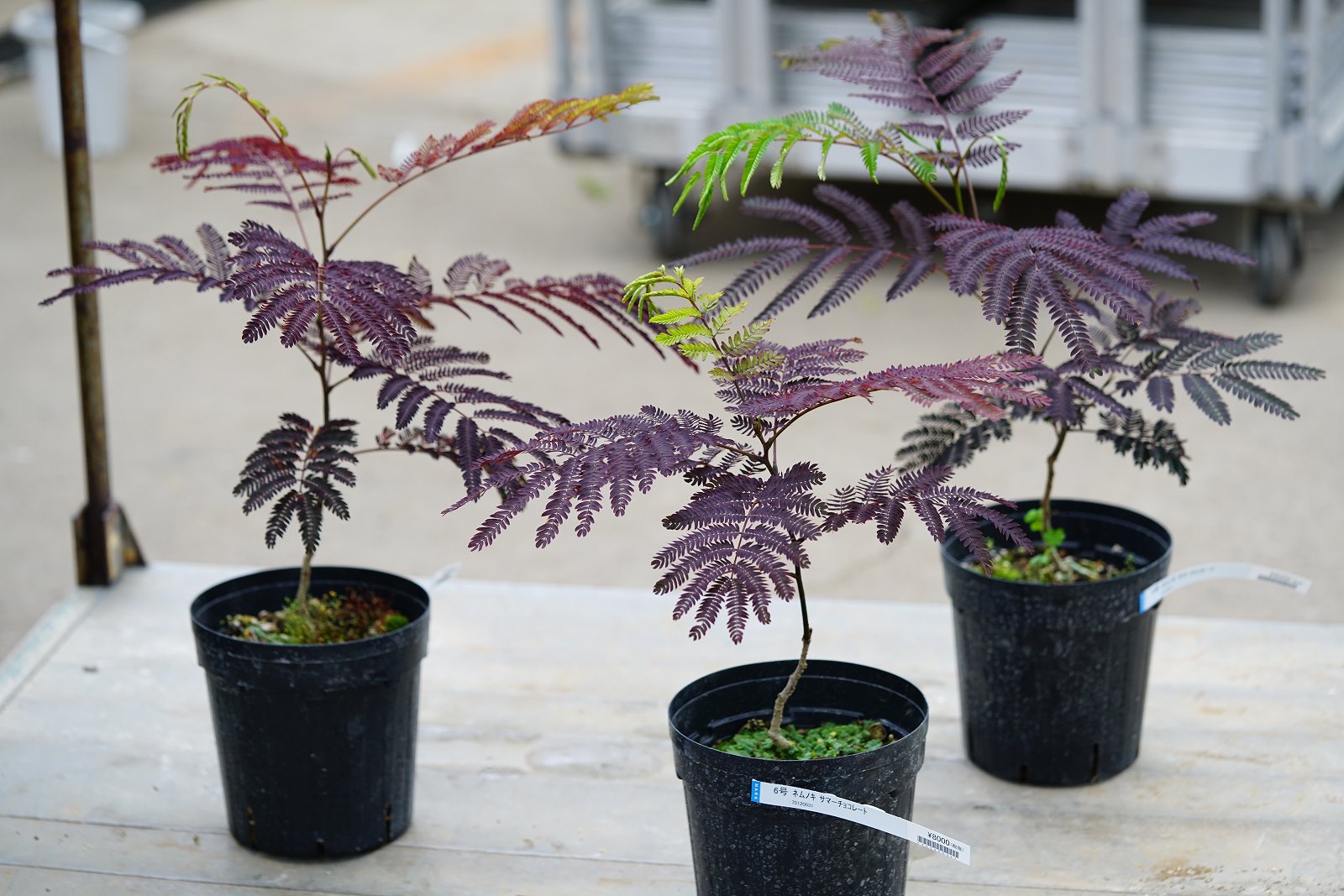 ネムノキ サマーチョコレート - 鉢物・観葉植物・花・樹木などの卸売は