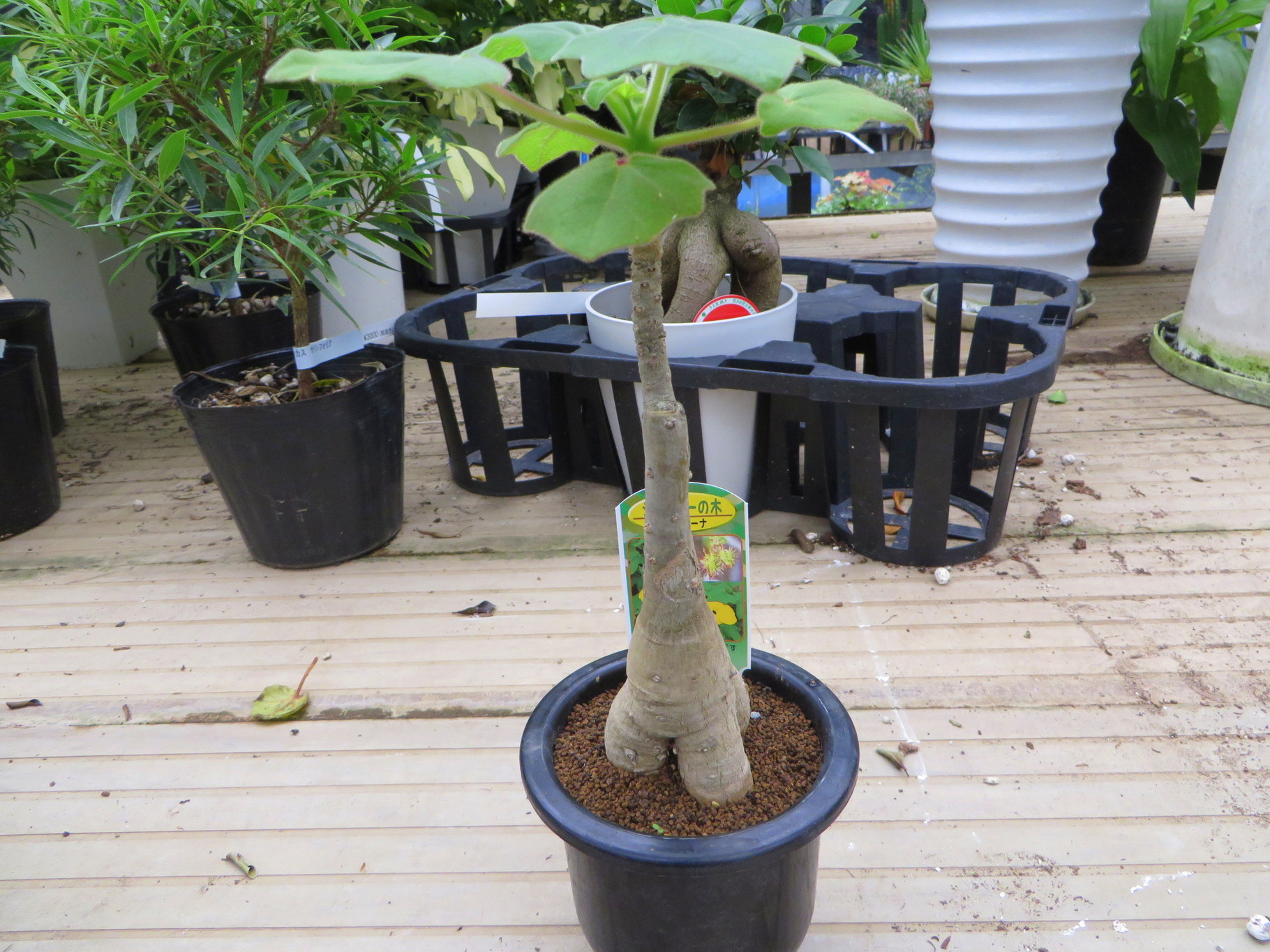 ウンカリーナ・グランディディエリ - 鉢物・観葉植物・花・樹木などの