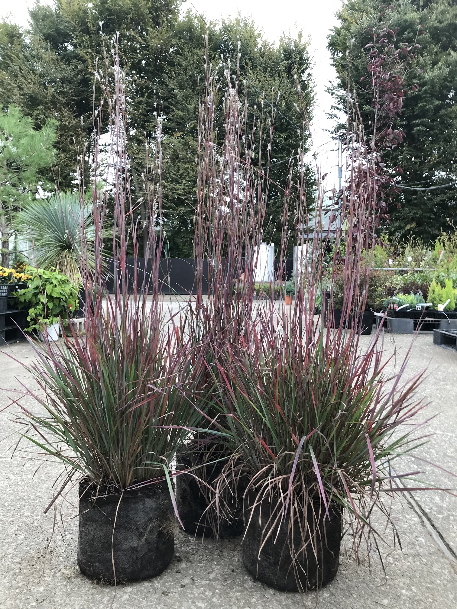 スギサクリウムスタンディングオベーション 苗 6点