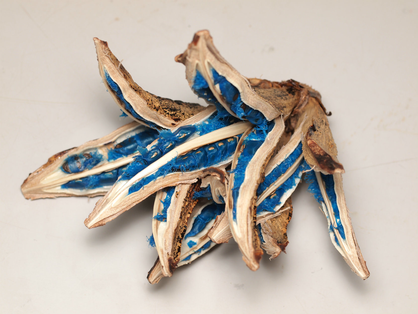 旅人の木の実 入荷しました 鉢物 観葉植物 花 樹木などの卸売は村田永楽園へ