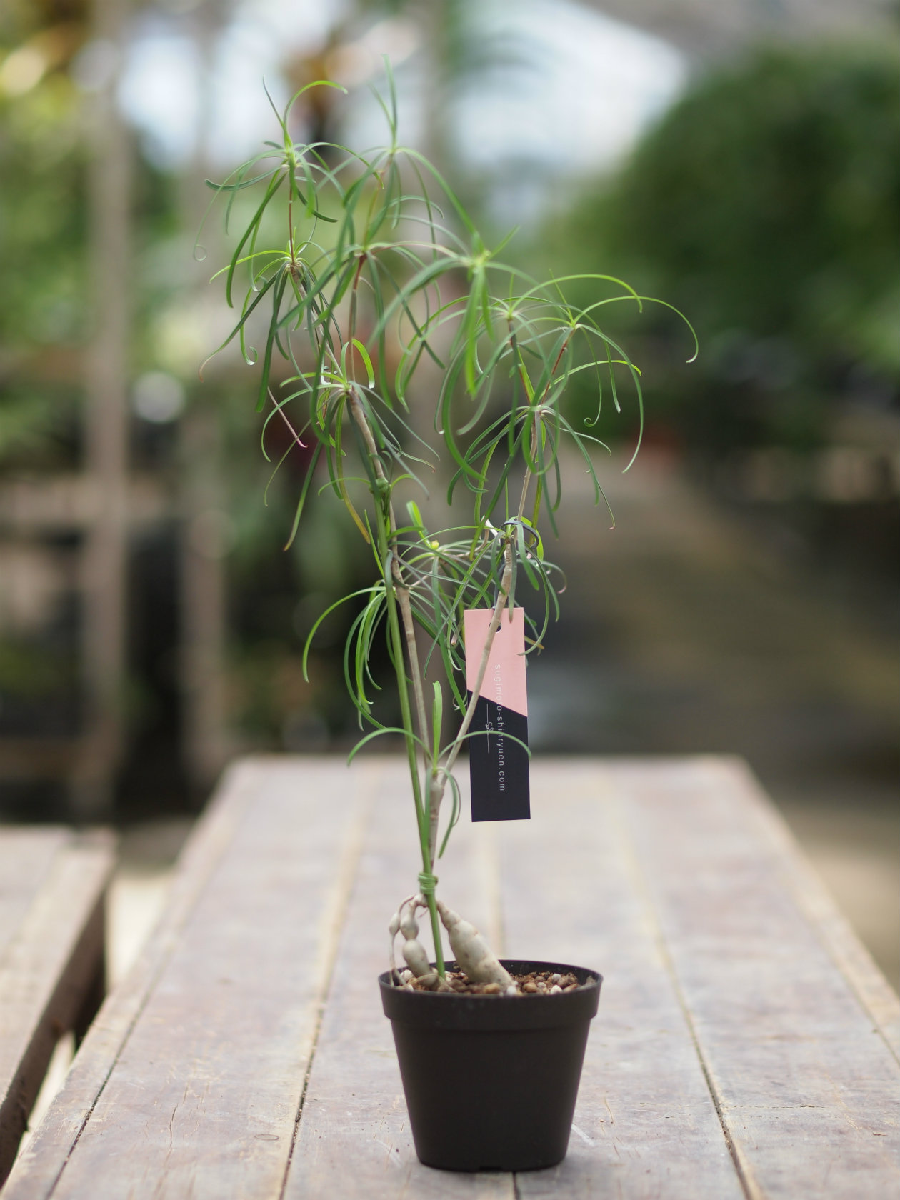 新作登場，大人気 樹～6月40『ユーフォルビア・ヘディオトイデスA』3寸