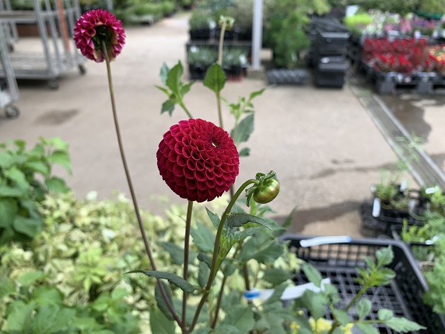マハラジャが大量入荷いたしました