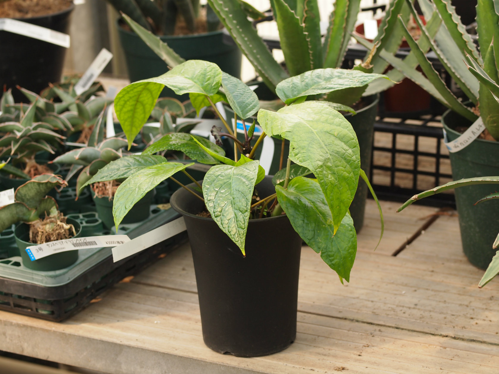 ドルステニア エラータ - 鉢物・観葉植物・花・樹木などの卸売は村田永