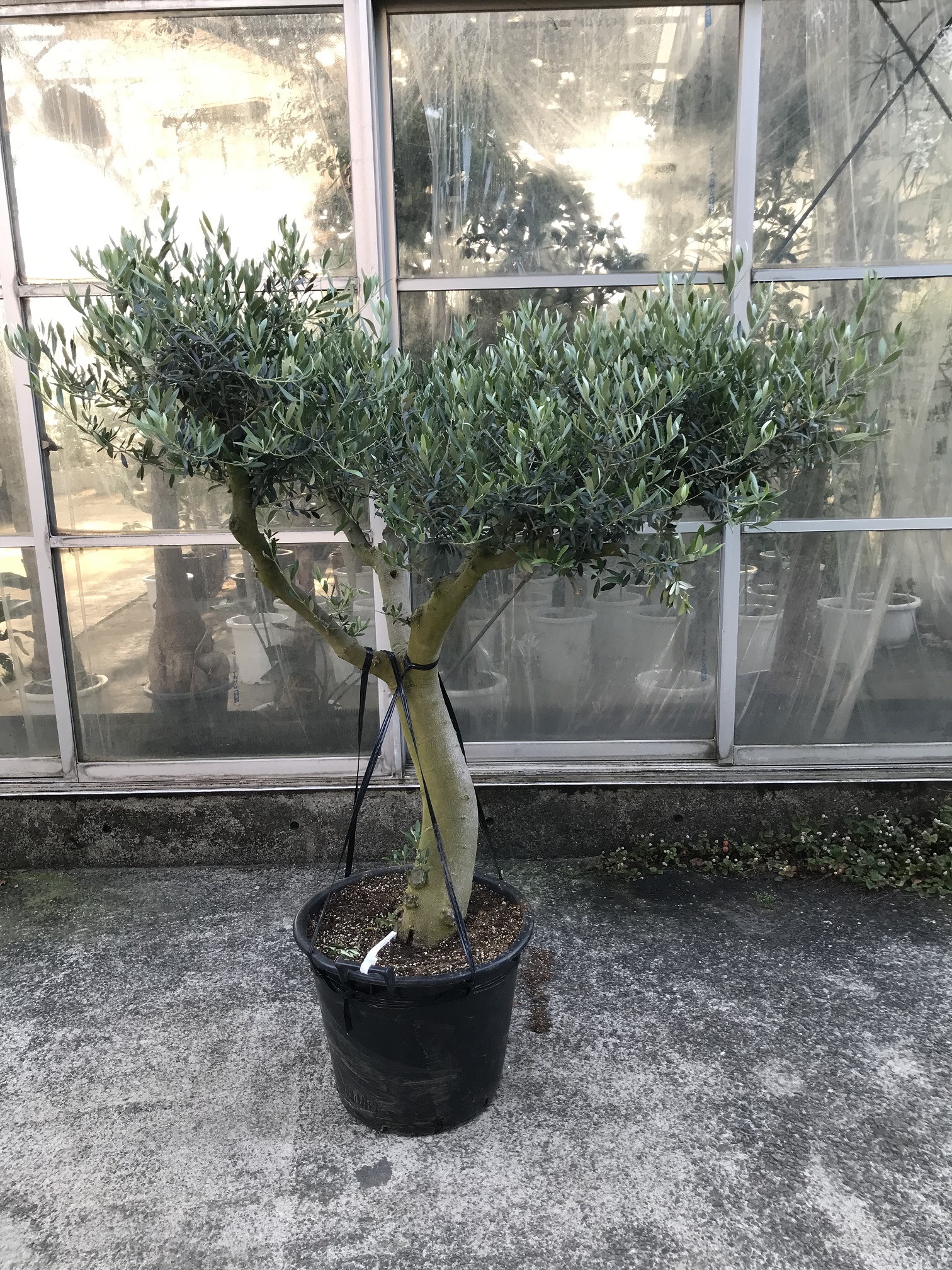 オリーブ15号入荷いたしました！ - 鉢物・観葉植物・花・樹木などの