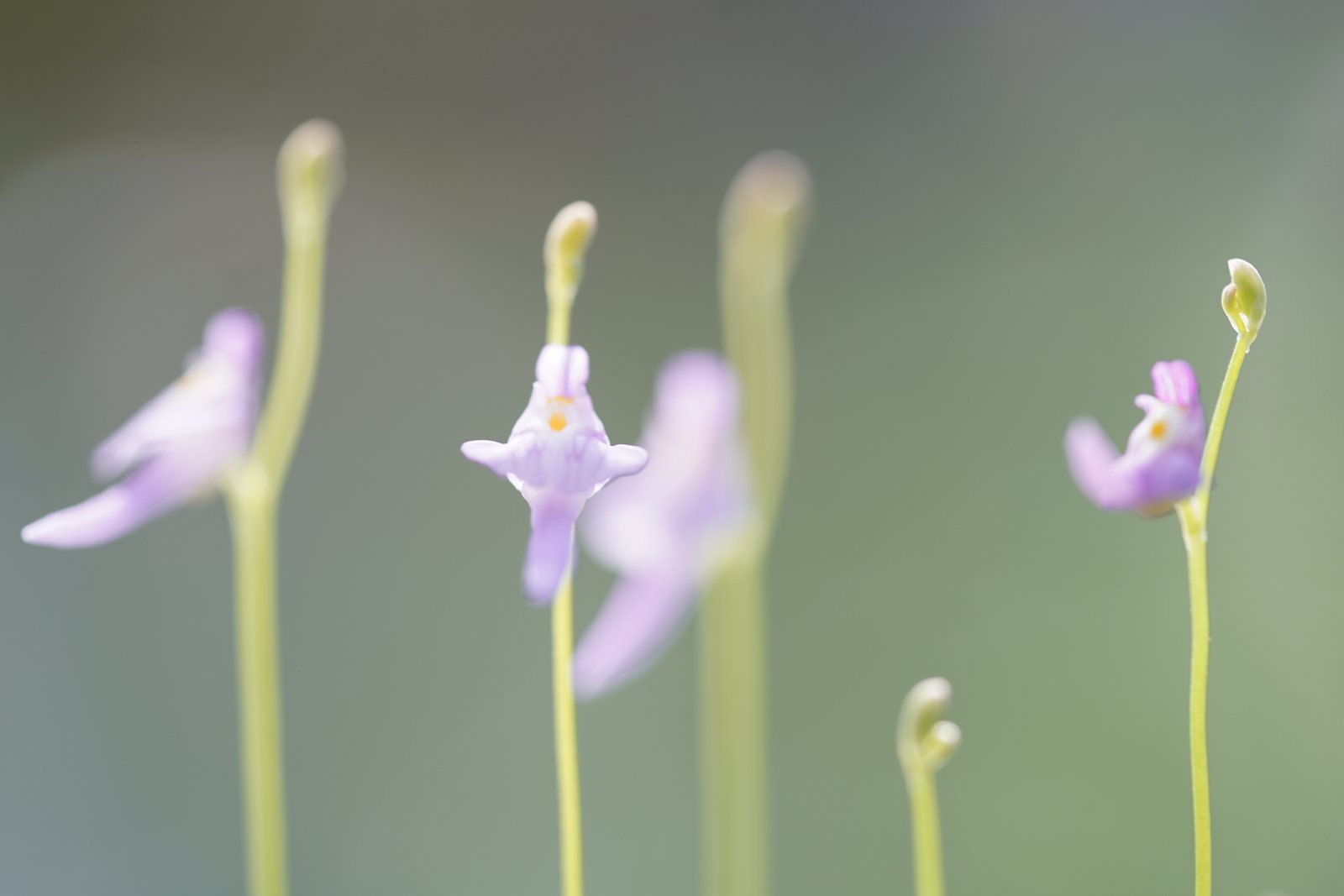 クリオネミミカキグサ 鉢物 観葉植物 花 樹木などの卸売は村田永楽園へ