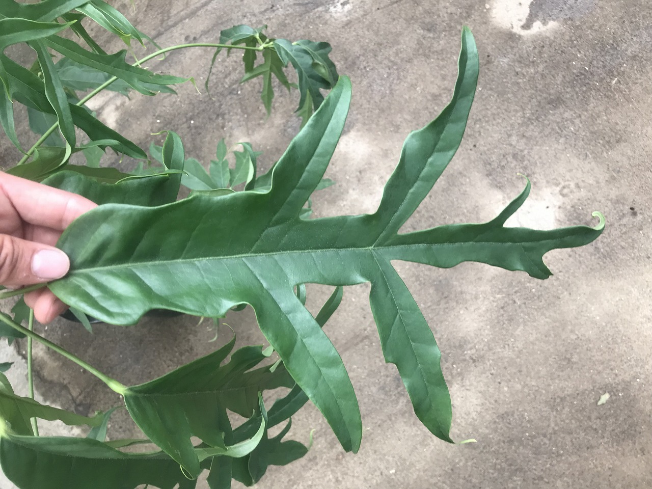 オレオパナックス サルビニー - 鉢物・観葉植物・花・樹木などの