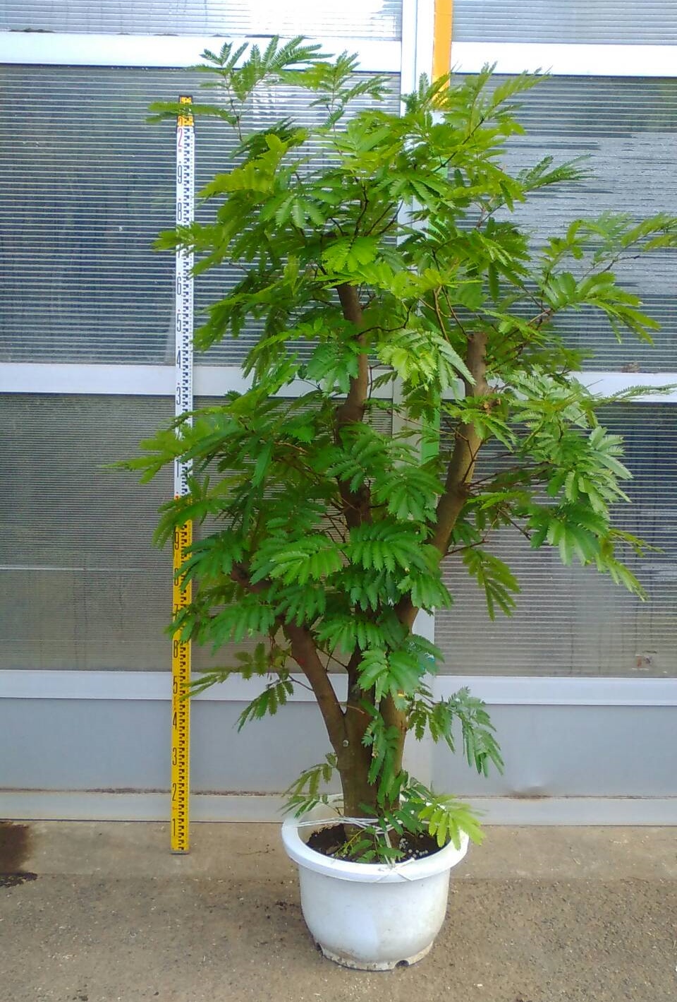 農場より自慢の一鉢 鉢物 観葉植物 花 樹木などの卸売は村田永楽園へ