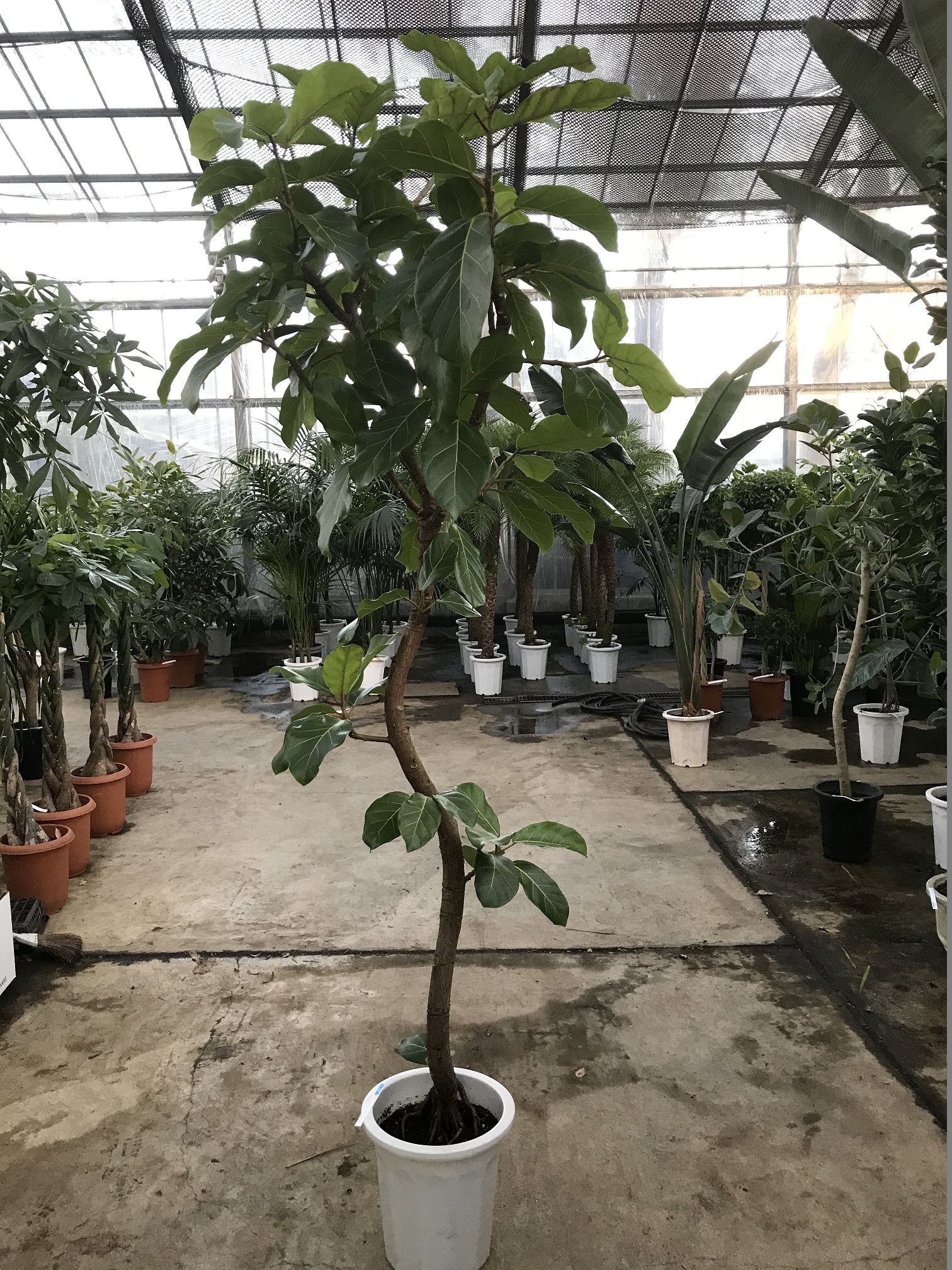 アフリカンプリンス在庫状況です。 - 鉢物・観葉植物・花・樹木