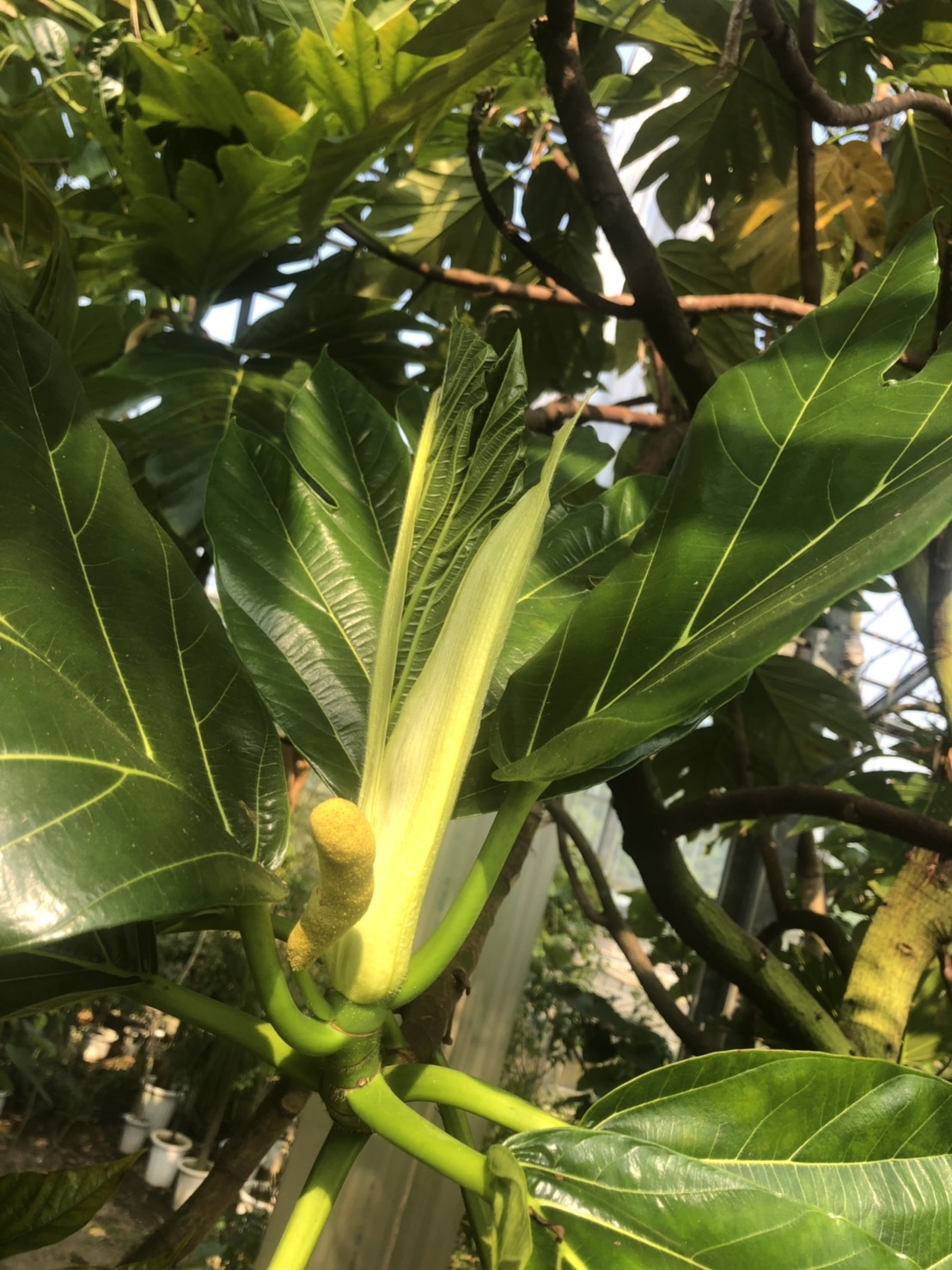 パンノキの花