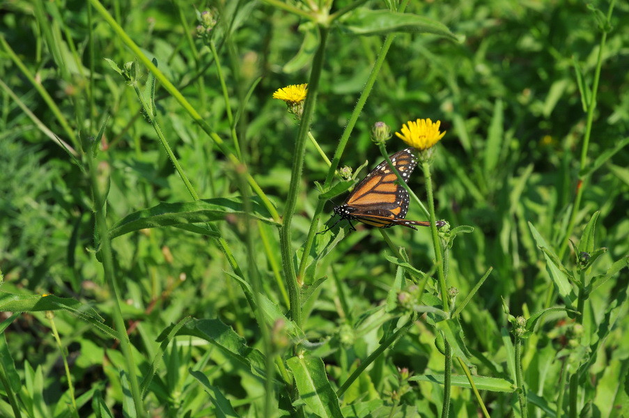 Auch die Schmetterlinge sind größer als bei uns zu Hause