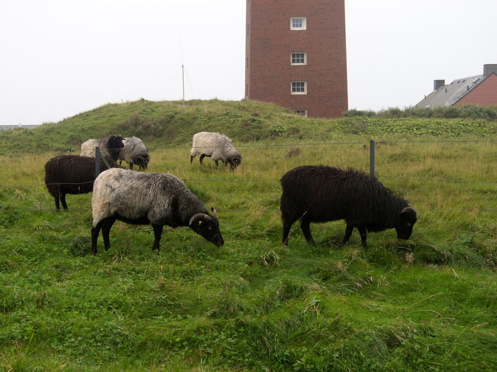 Schafe - erinnern mich ein wenig an Schottland