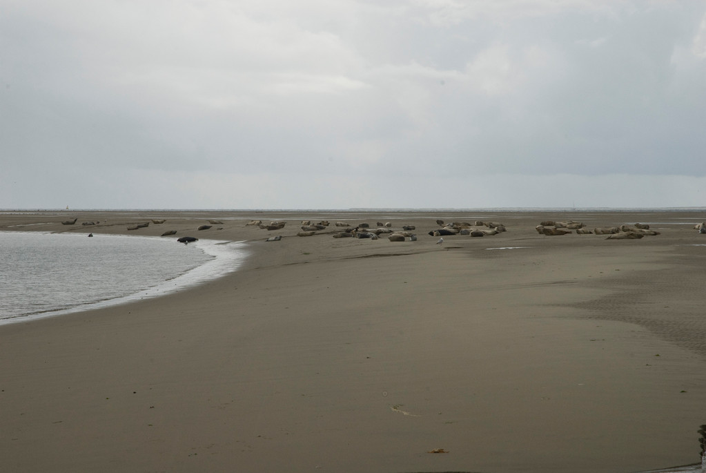 Borkum 2009