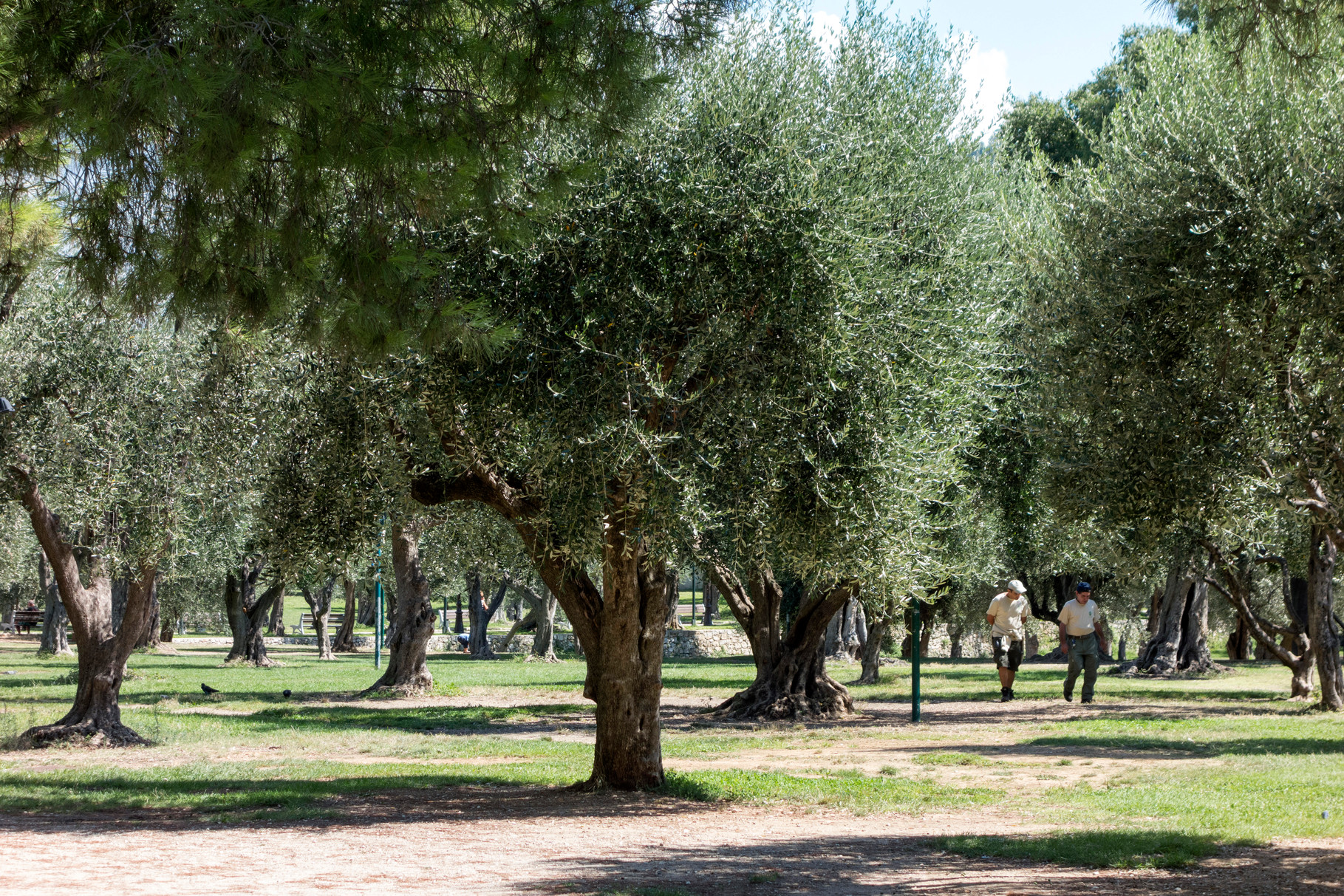 Olivenbäume - Parc de Cimiez