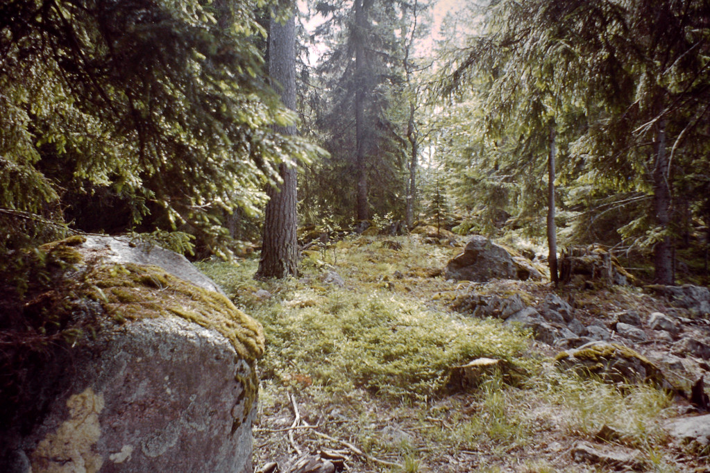 schwedischer Wald