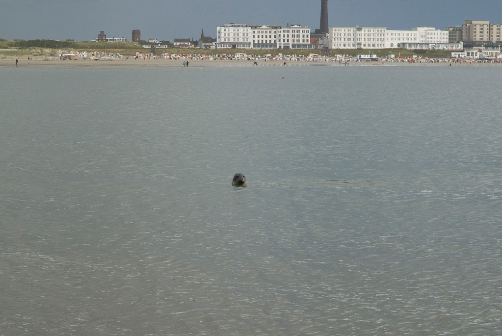 Borkum 2009