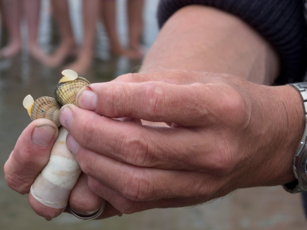 Heino zeigt Herzmuscheln mit Grabefuß