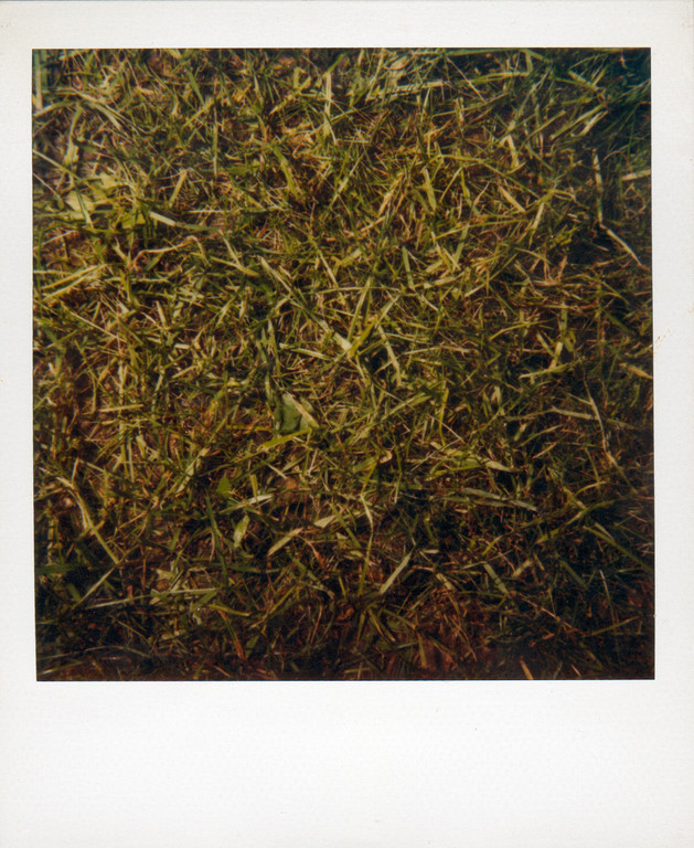 Gras, 1991