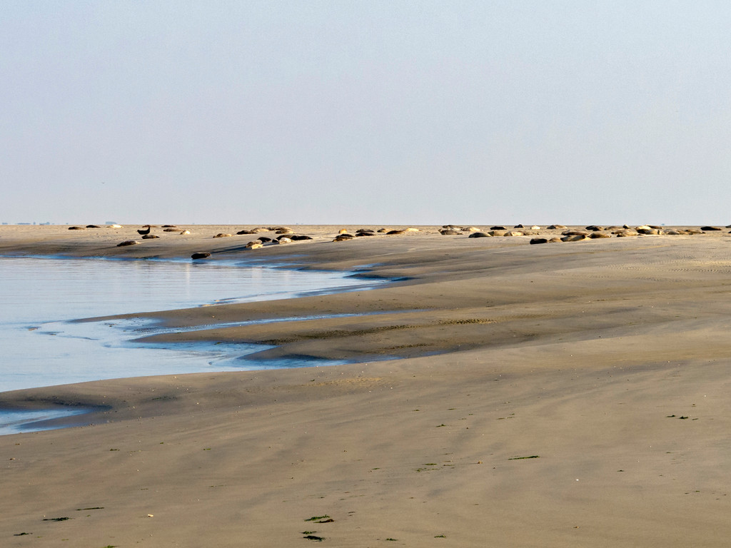 Seehunde in der Nähe des Badestrandes