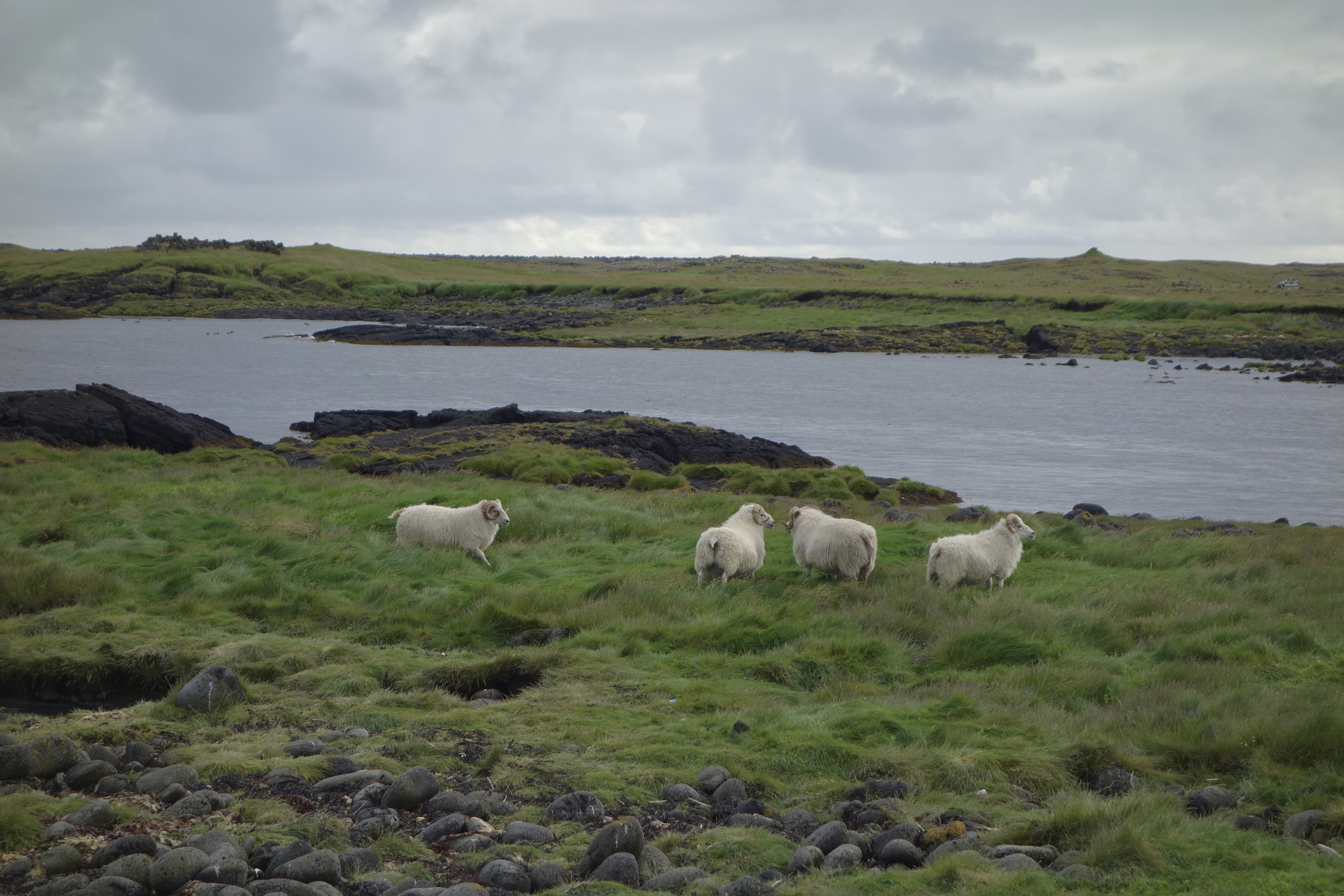 Grindavik